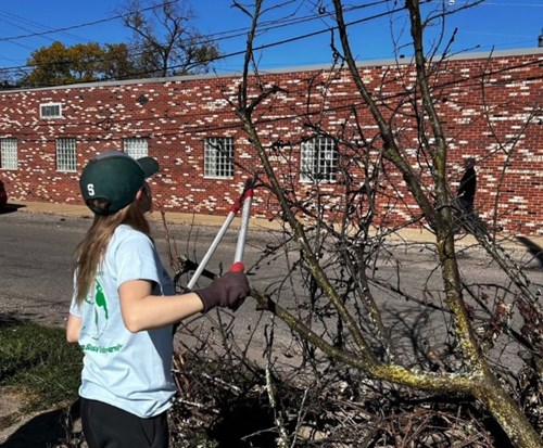 An Alternative Spartan Breaks volunteer trimming a tree in a lot