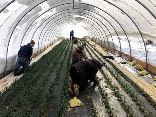 Students working in a greenhouse at the MSU student Organic Farm