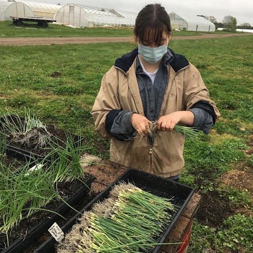 A student worker at the MSU Student Organic Farm