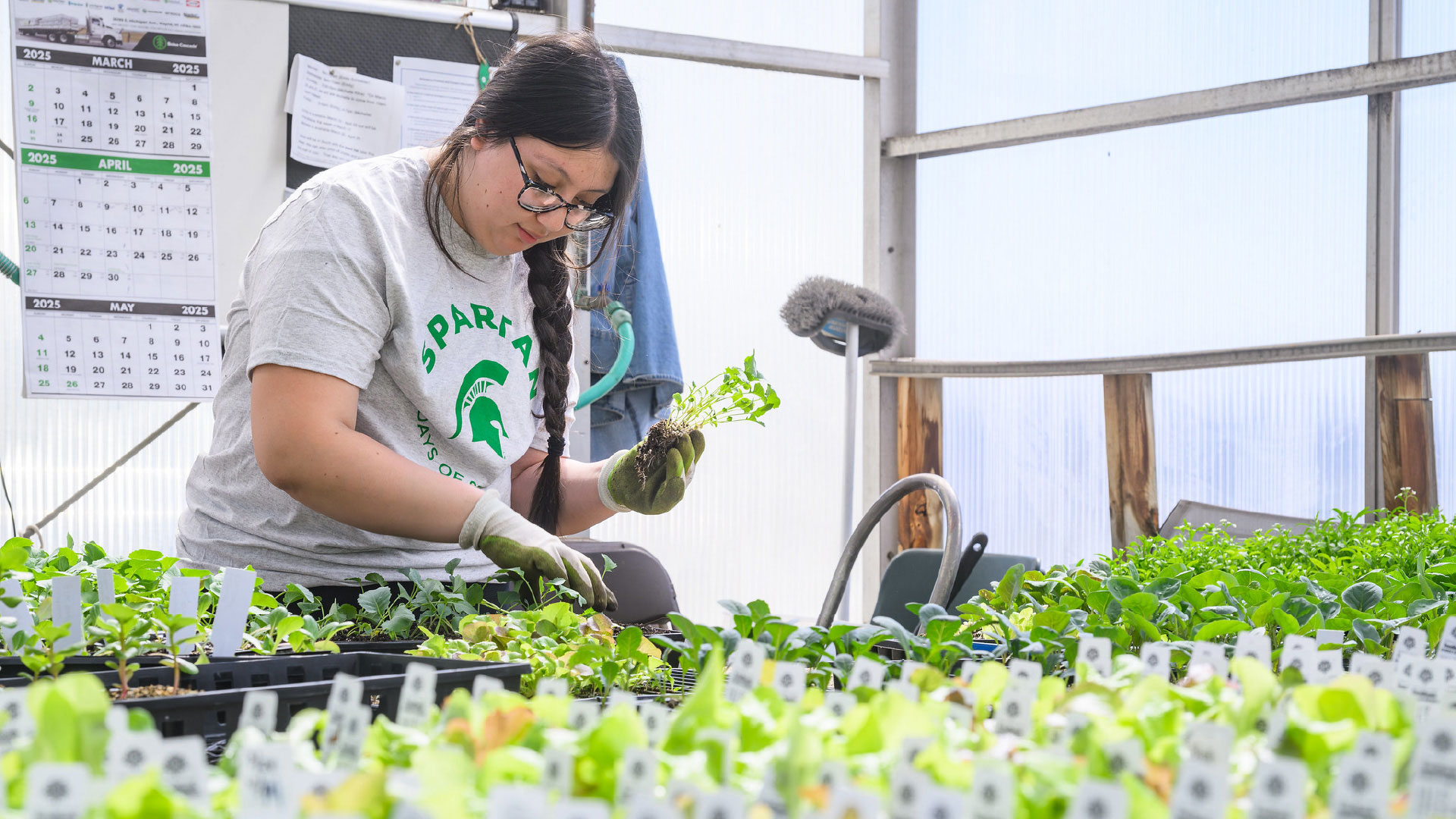 A person wearing gloves works inside a greenhouse, handling small plants and seedlings arranged in trays. The background includes a calendar and gardening tools.