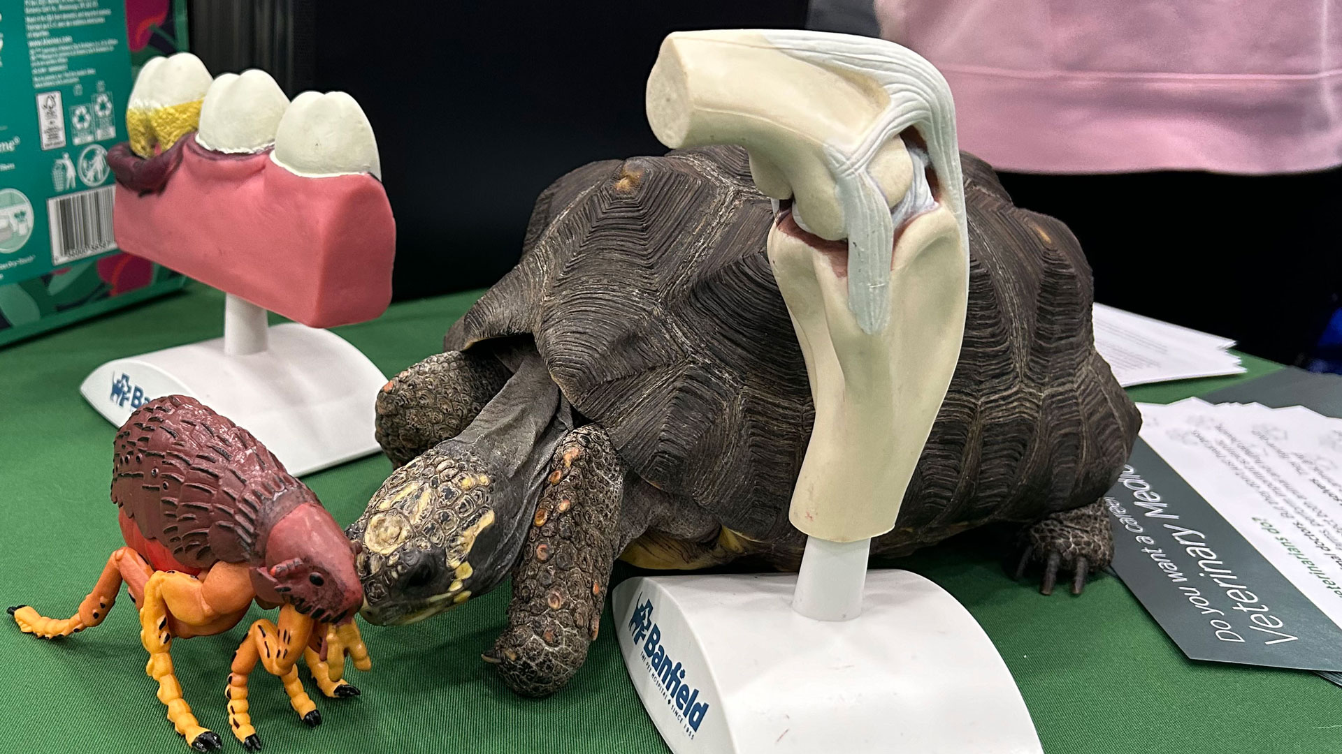 Rosie the tortoise at a tabling event. On top of the table, she sits next to handouts about veterinary nursing careers and enlarged models of a flea, animal teeth, and a knee joint.